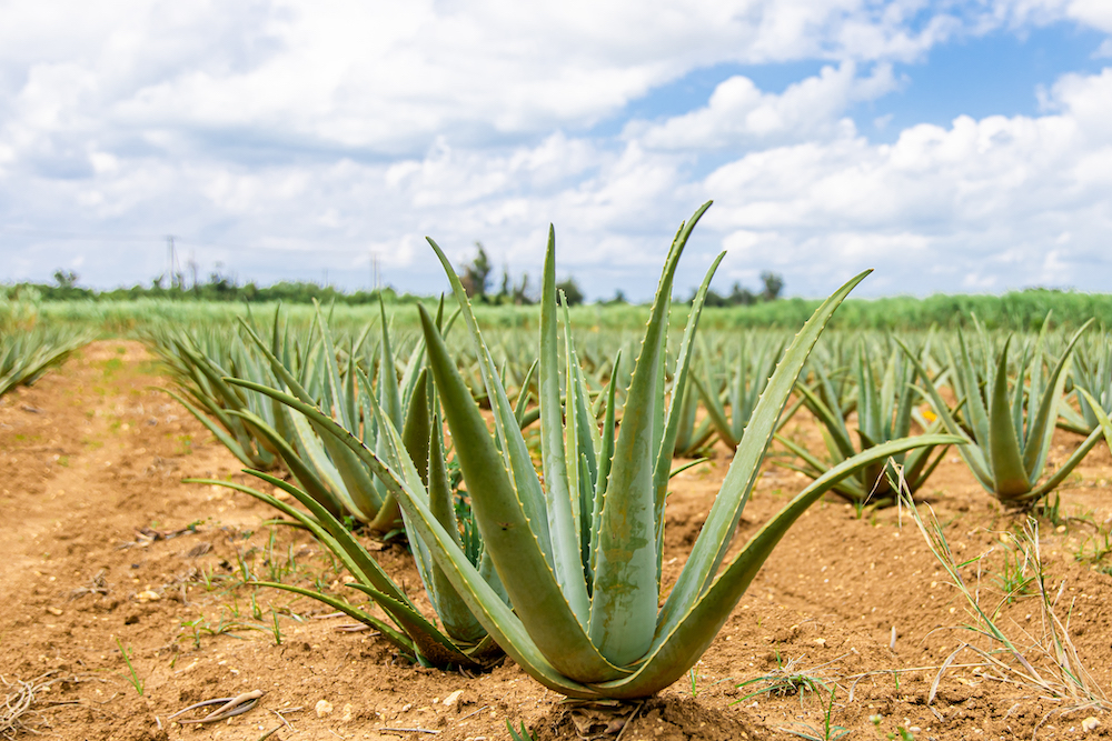 宮古島アロエベラ