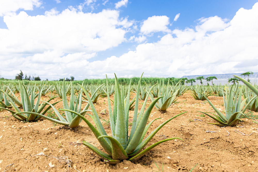 宮古島アロエ畑と青空